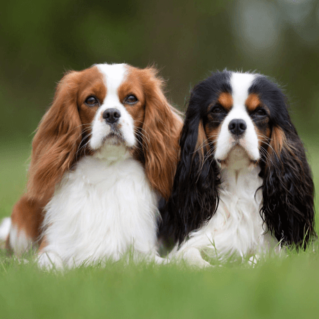 Professional Dog Grooming Services in Toronto and Scarborough for a Happier, Healthier Pooch